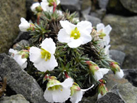 Saxifraga burseriana 'Crenata'